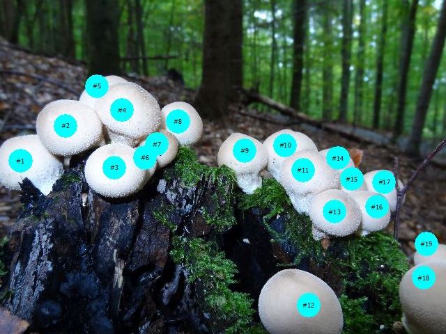 Object Counter: Mushrooms